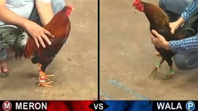 Thomo Hôm Nay - Đắm Chìm Trong Thế Giới Đá Gà Kịch Tính 1 Giới thiệu về Thomo hôm nay