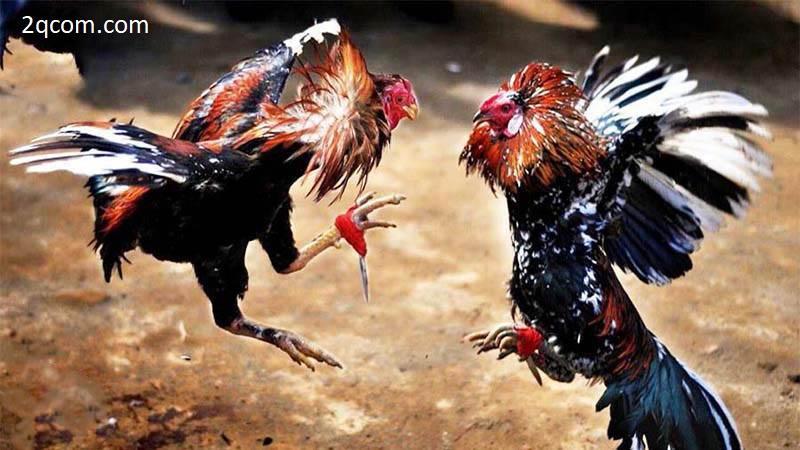 Những cách soi cầu đá gà vô cùng hiệu quả
